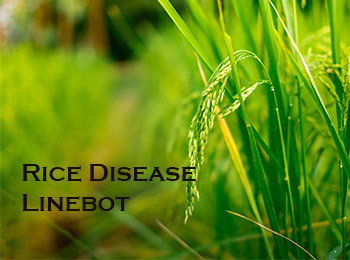 สกสว. จับมือ มูลนิธิข้าวไทยฯ หนุนชาวนาไทยก้าวไกลในยุคดิจิทัล