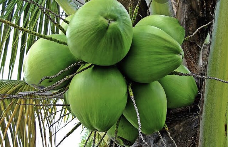 DITP ร่วมกดแตรส่งออก “มะพร้าวอ่อน” สู่ตลาดจีน ภายใต้โครงการ “เกษตรผลิต พาณิชย์ตลาด”