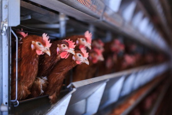 คาดปี’64 มูลค่าการใช้จ่ายอาหารประเภทเนื้อสัตว์ขยับขึ้นร้อยละ 2.0 ดันมูลค่าตลาด 2.5 แสนล้านบาท