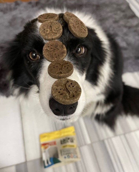 Seafood leading company invest in ‘Insect protein’ pet food starts up company