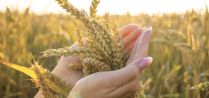 Current and Future Challenges in Food Security: Perspectives of Mr. Visit Limlurcha