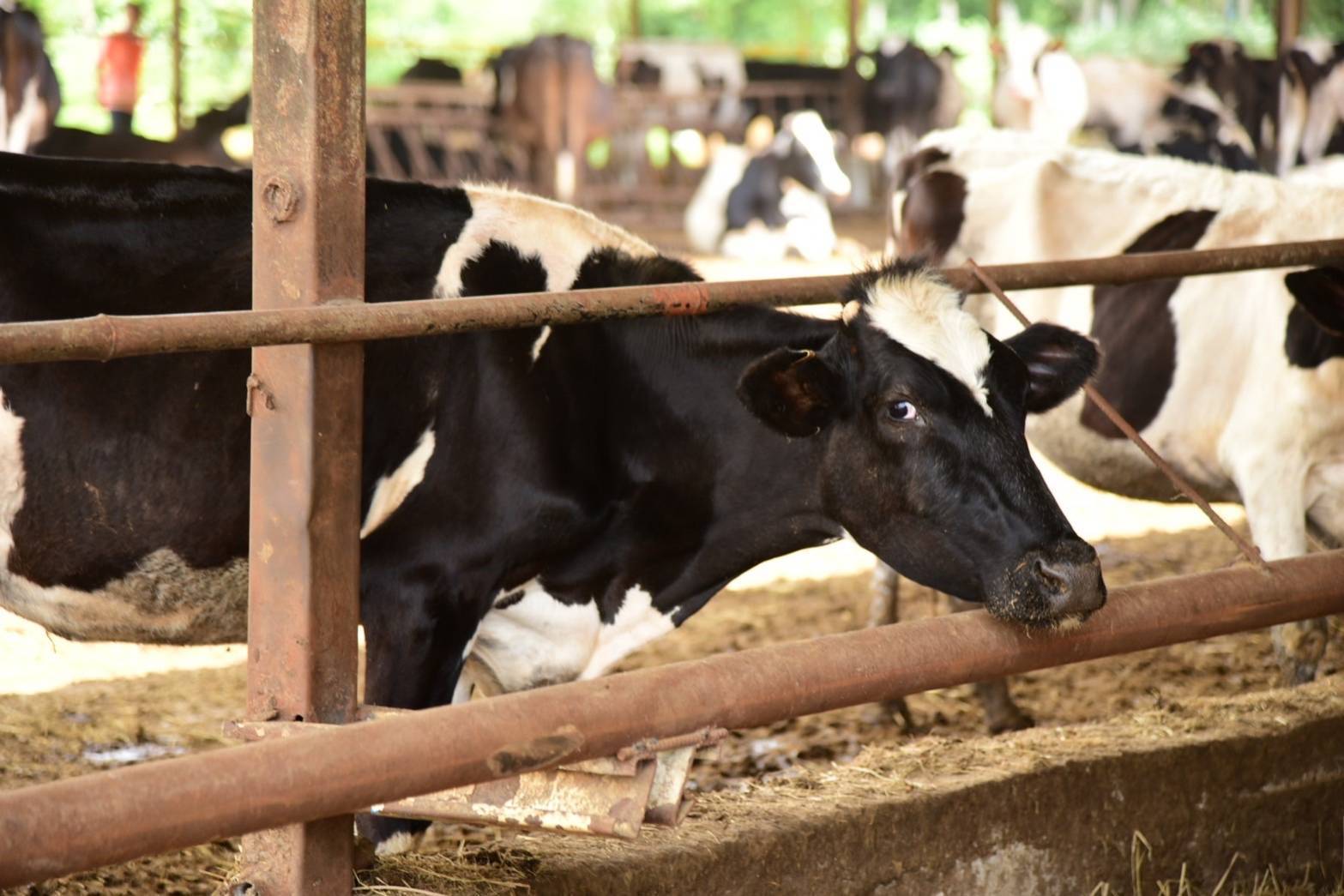 กรมปศุสัตว์ยืนยัน น้ำนมโคสดไทยปลอดภัยทุกหยด คุมเข้มตั้งแต่ฟาร์มถึงผู้บริโภค